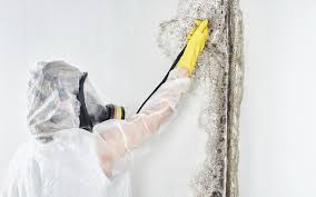 Best Black Mold Removal  in Deland Southwest, FL